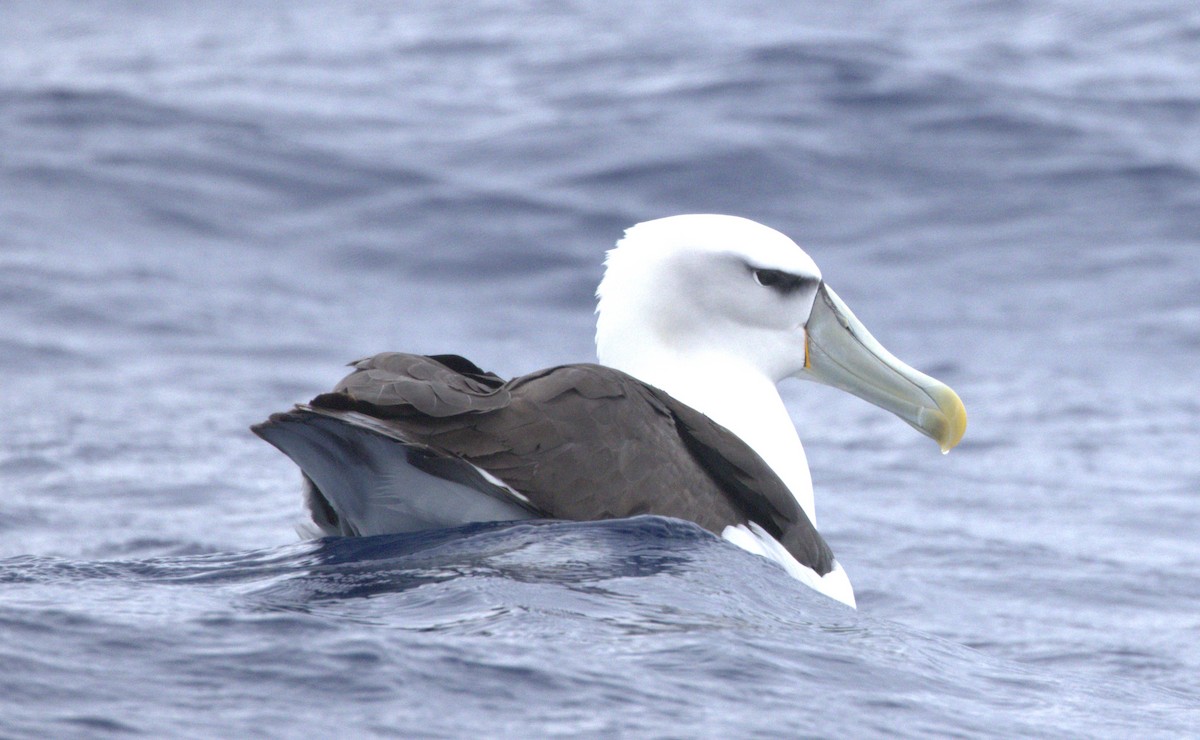White-capped Albatross - ML646831541