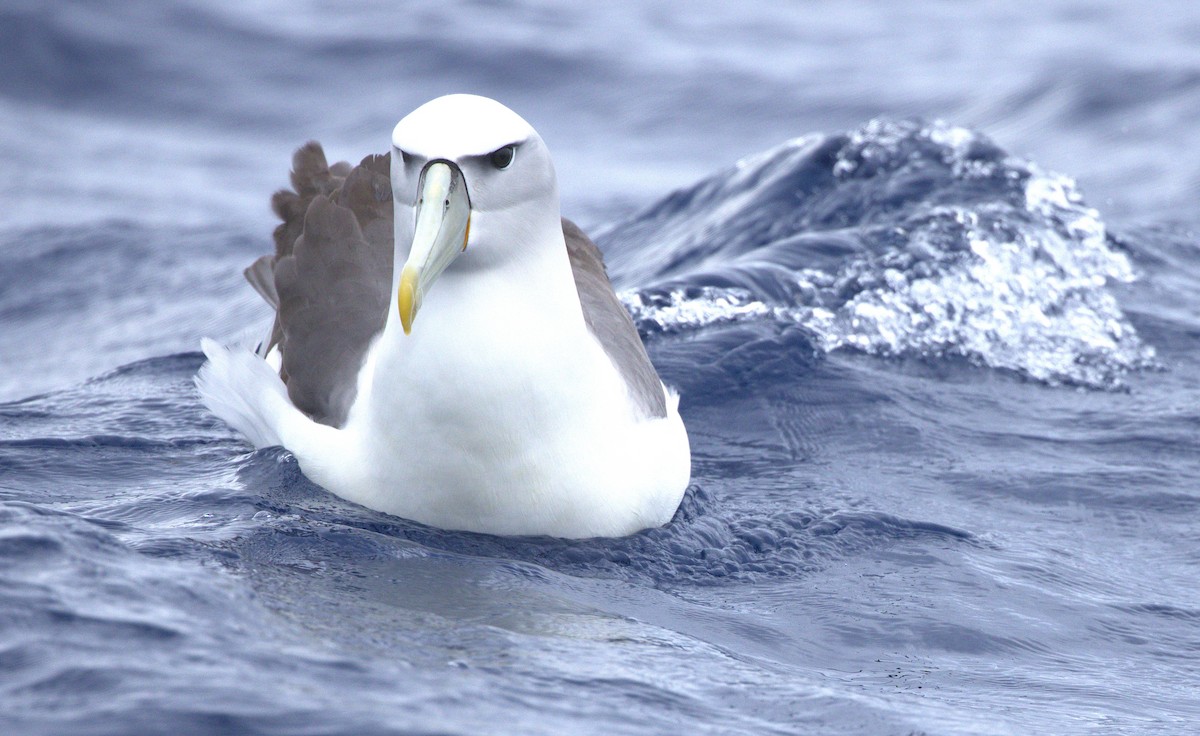 White-capped Albatross - ML646831542