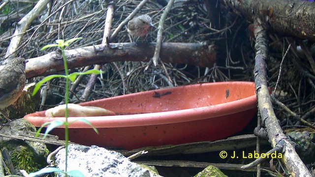 אדום חזה - ML646831543