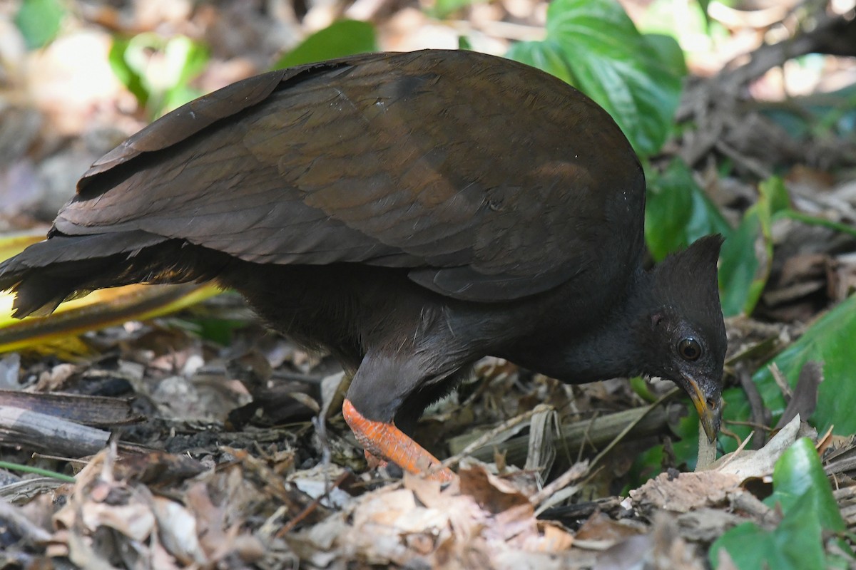 Оранжевоногий большеног - ML646831546