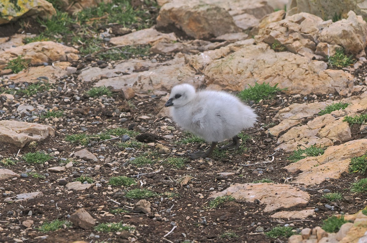Kelp Goose - ML646831547