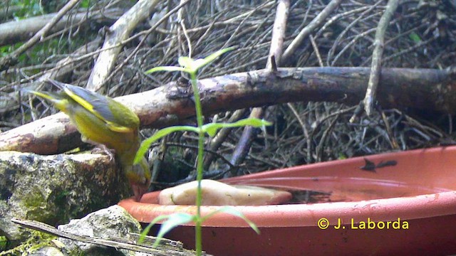 ירקון - ML646831549