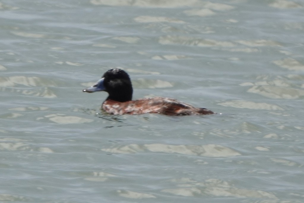 Blue-billed Duck - ML646831550