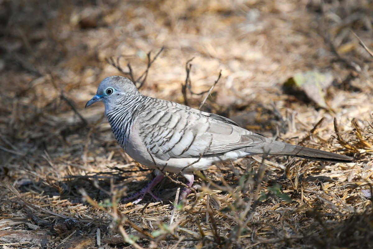 Полосатая горлица - ML646831551