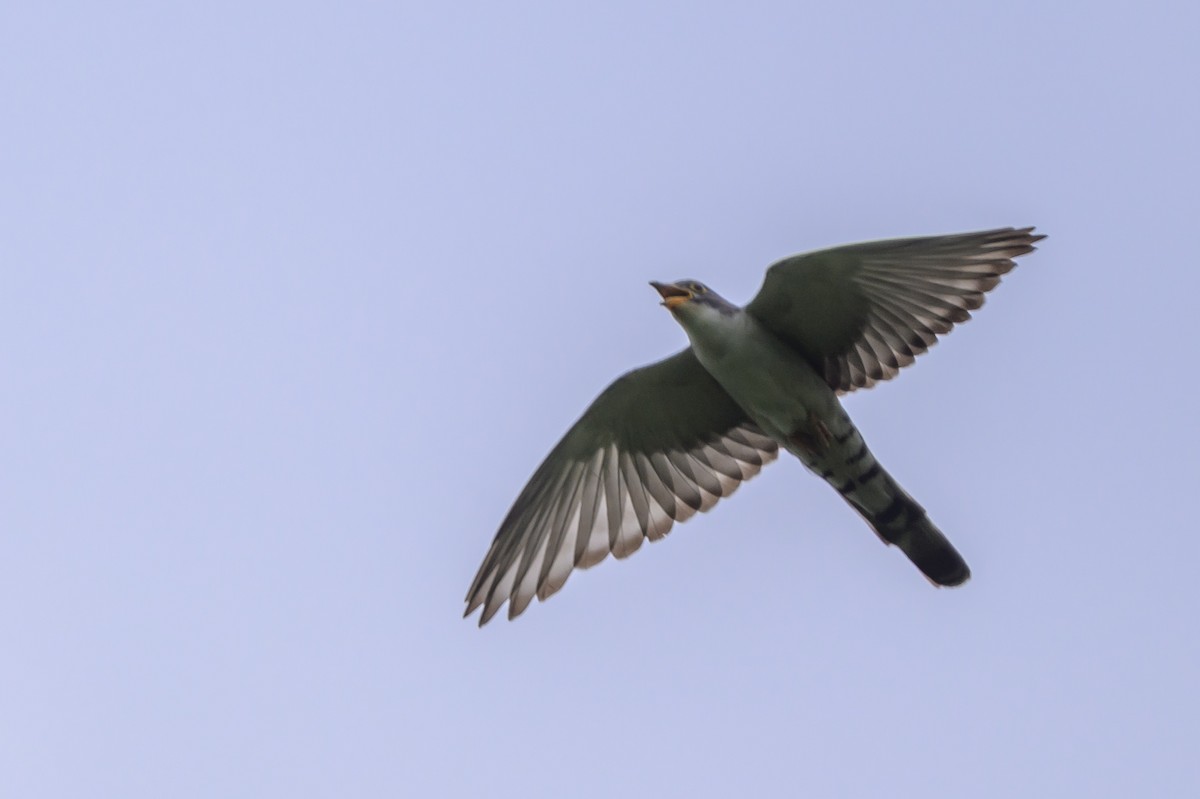 Толстоклювая кукушка - ML646831552