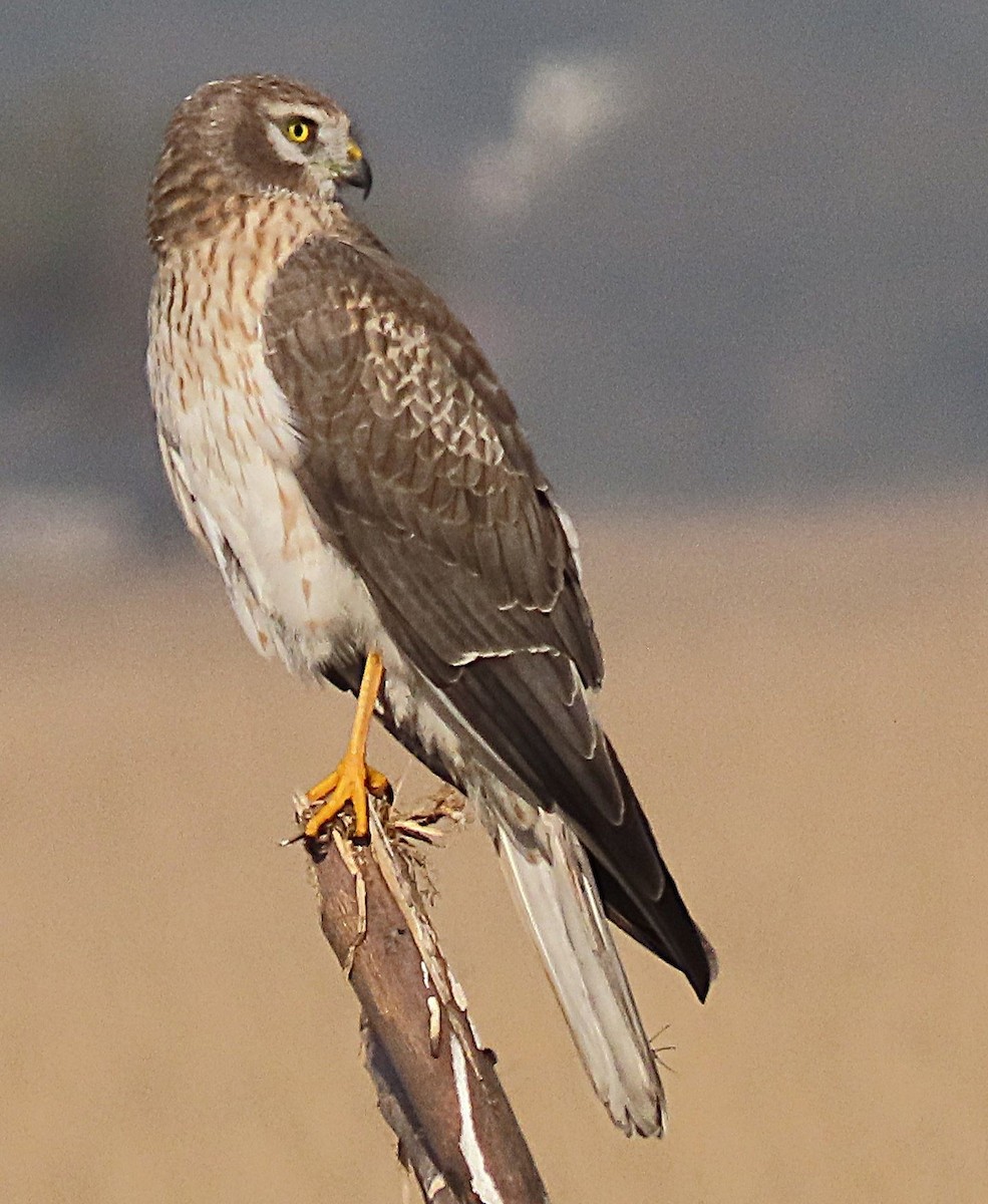 Pallid Harrier - ML646831553