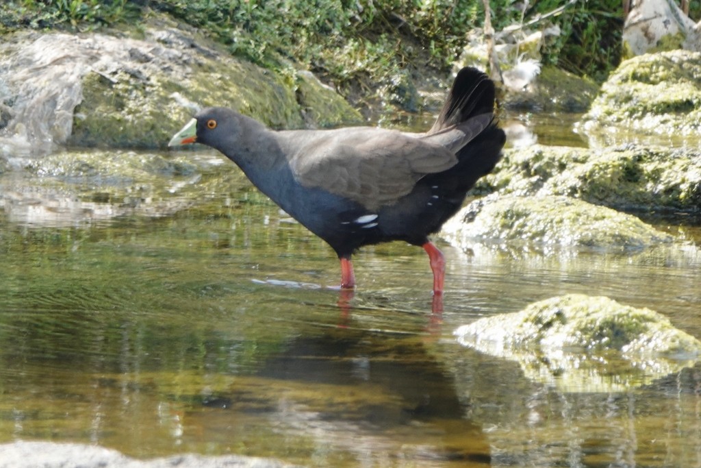 Black-tailed Nativehen - ML646831554