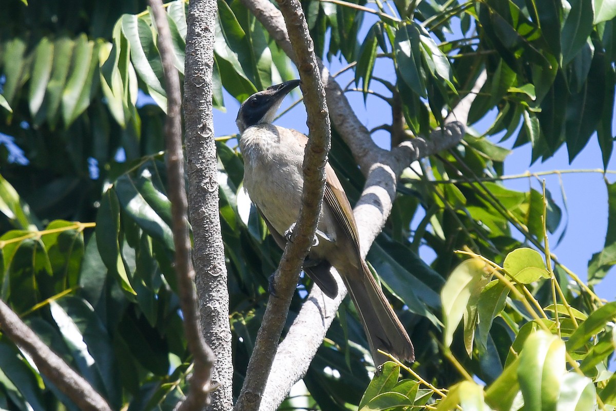 Helmeted Friarbird - ML646831555