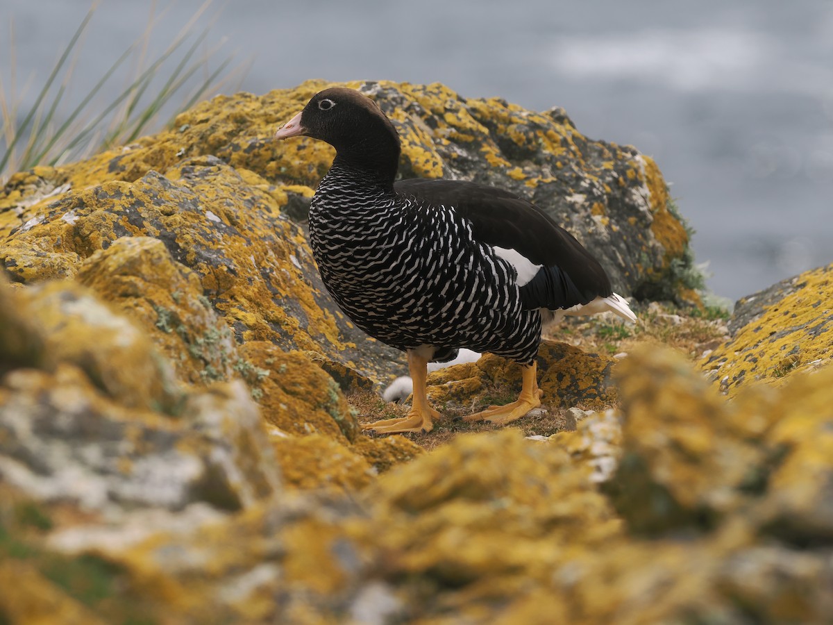 Kelp Goose - ML646831557