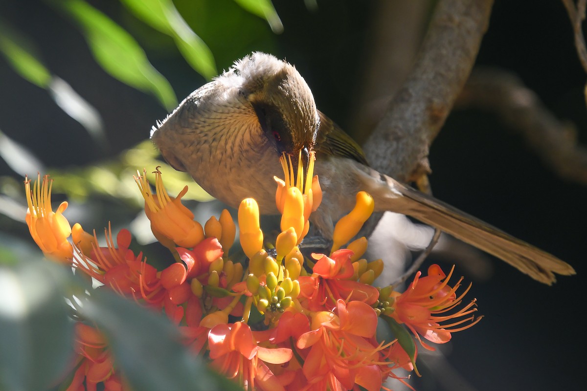 Helmeted Friarbird - ML646831558
