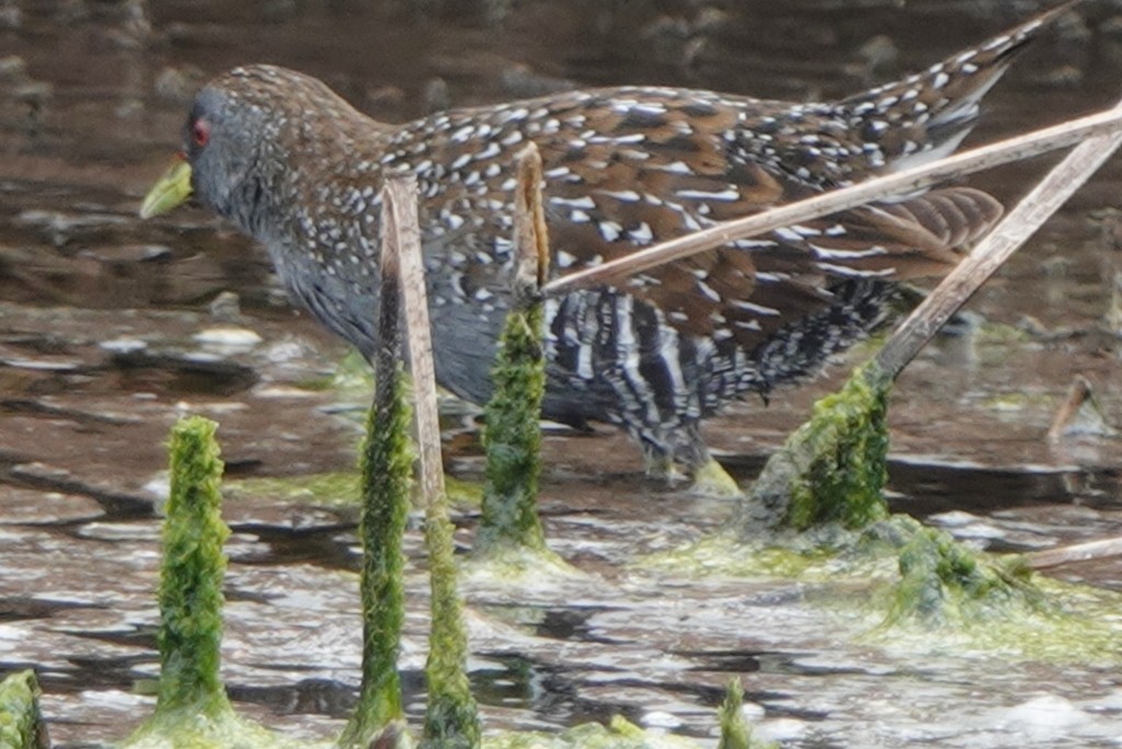 Australian Crake - ML646831559