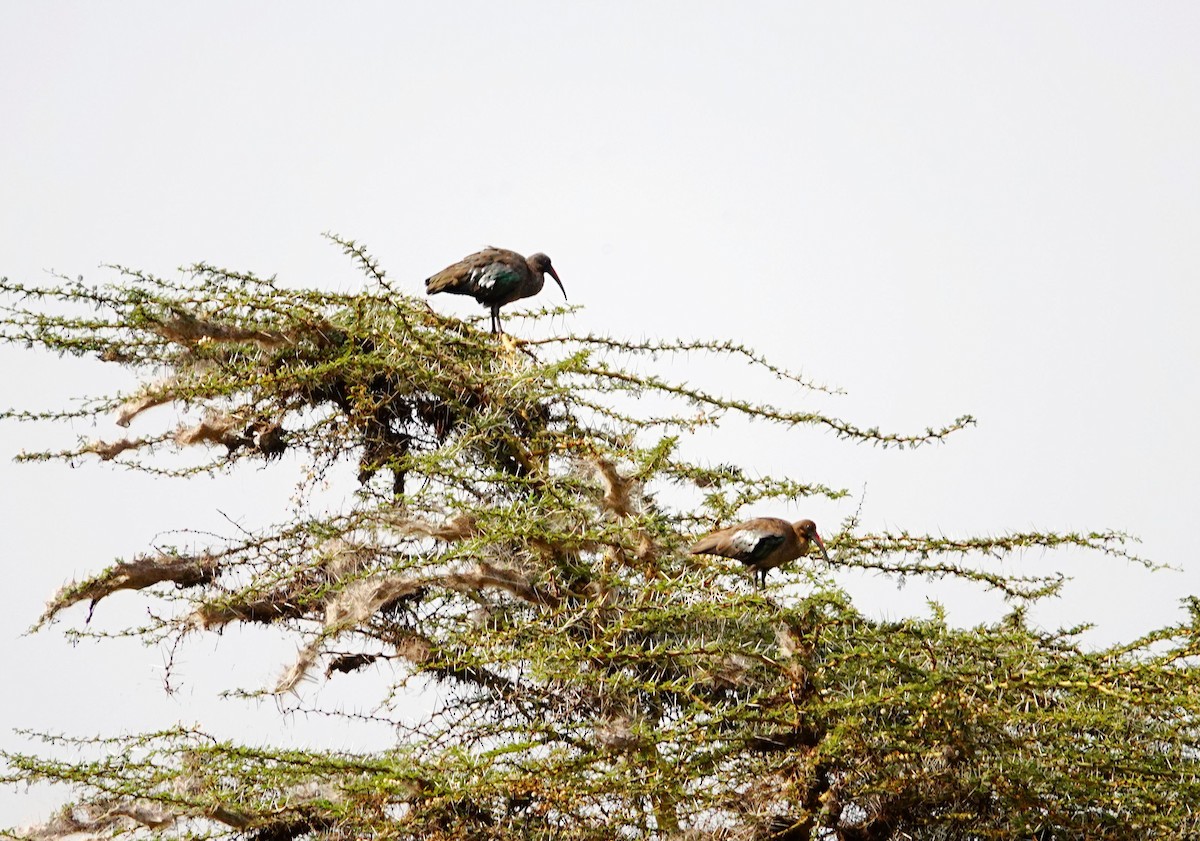 Hadada Aynağı - ML646831566