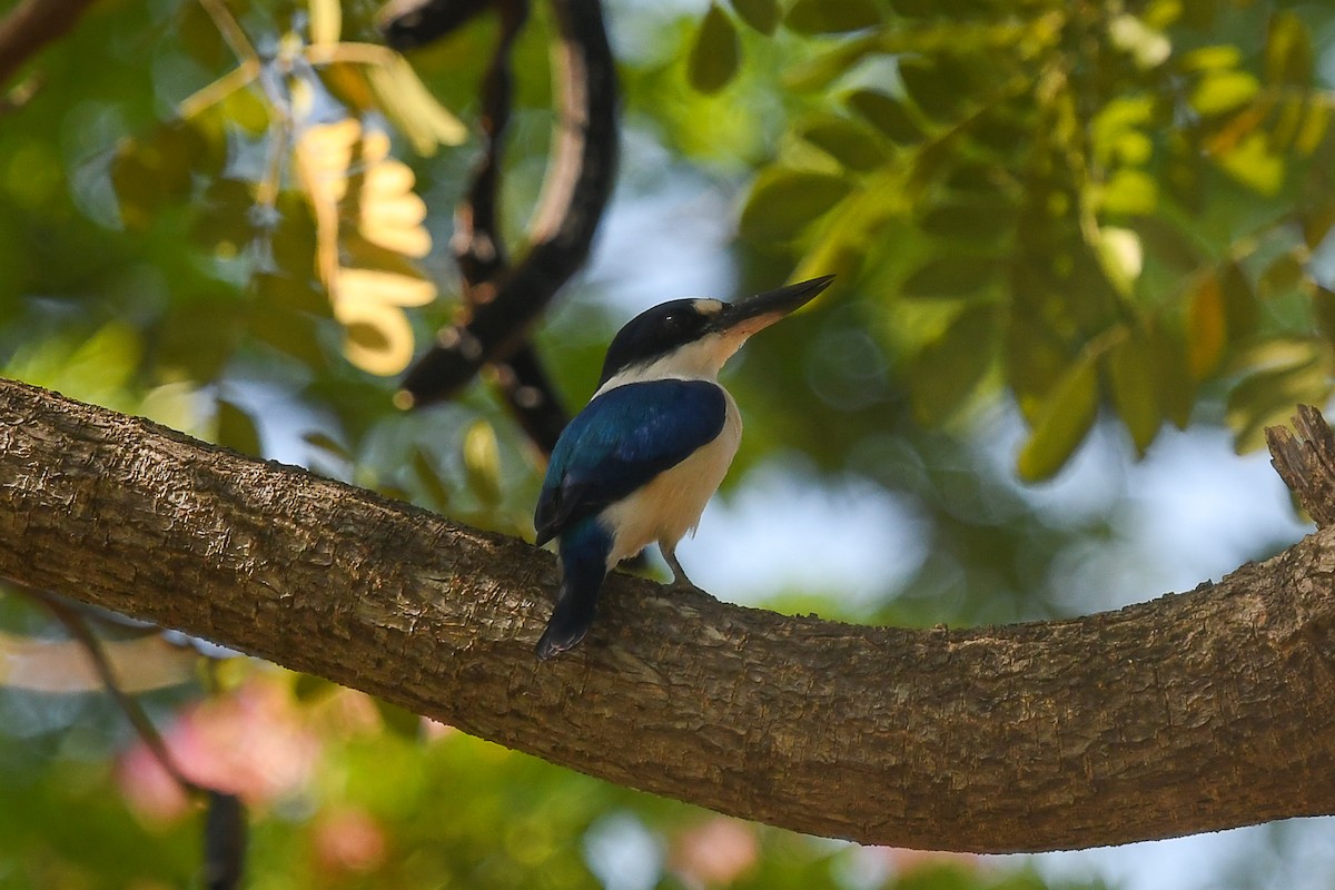 Лесная альциона - ML646831567