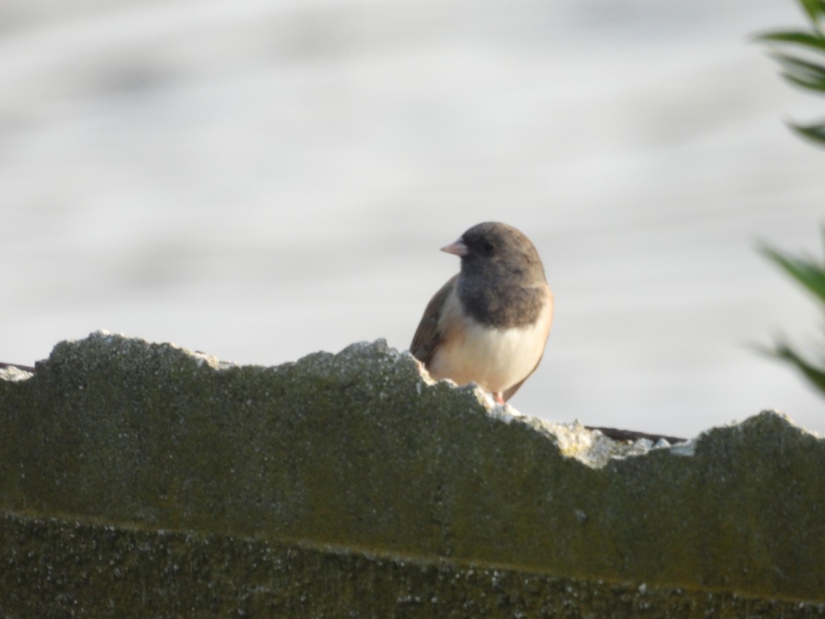 Dark-eyed Junco - ML646831568