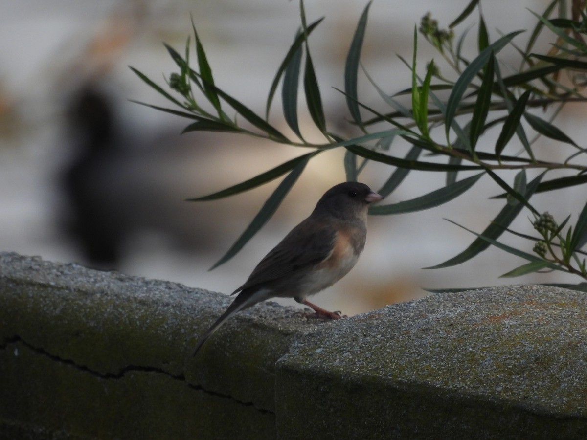 Dark-eyed Junco - ML646831569