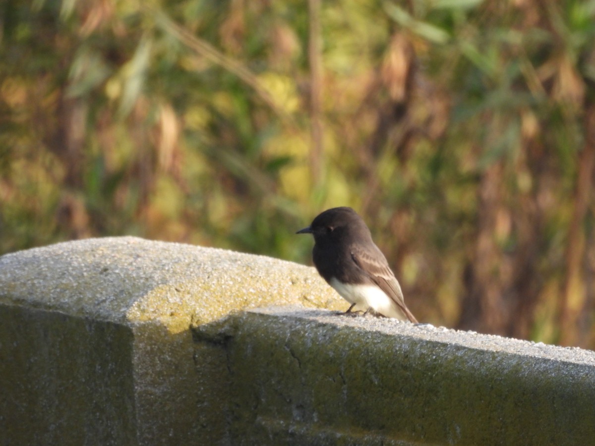 Black Phoebe - ML646831570