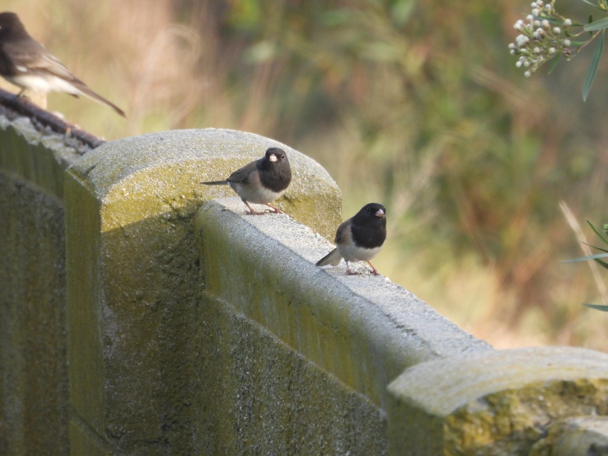Dark-eyed Junco - ML646831571