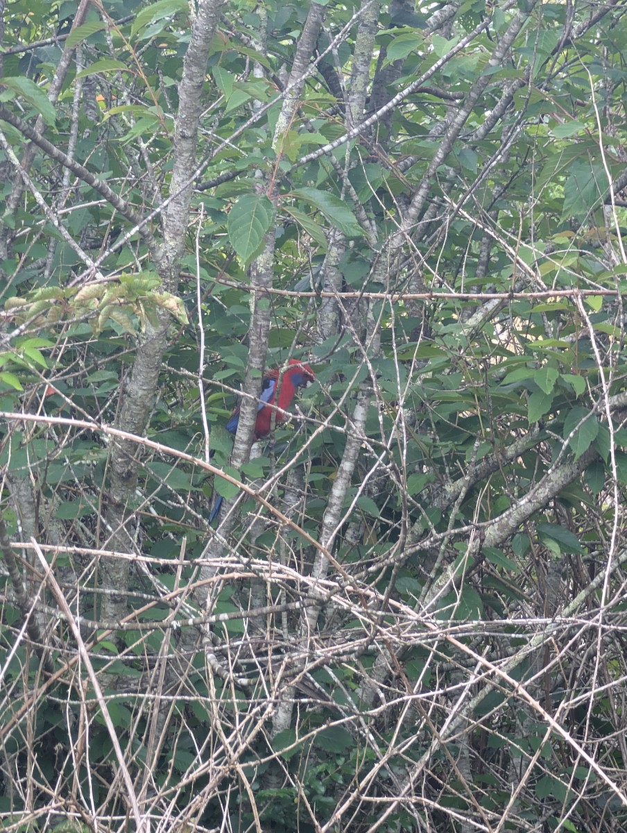 Crimson Rosella - ML646831572