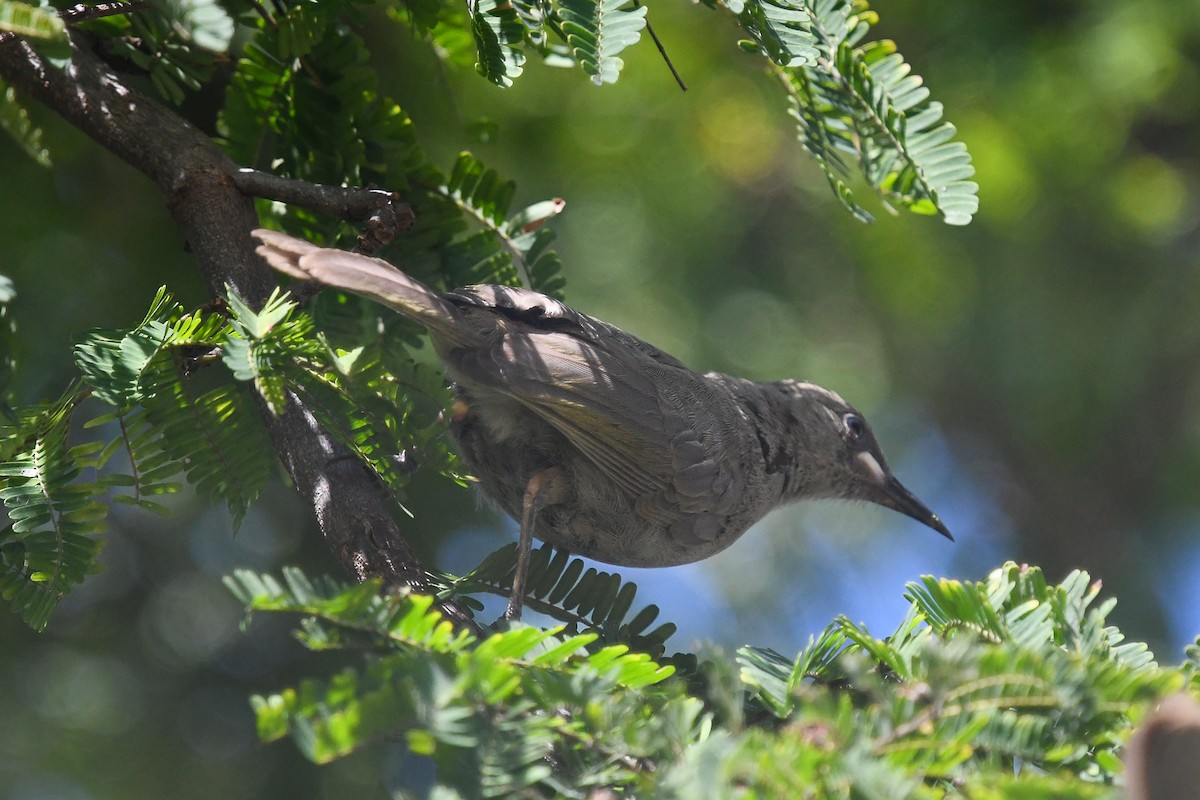 Одноцветный медосос - ML646831573