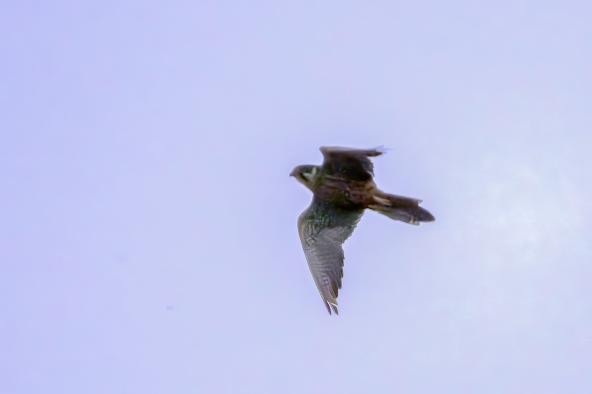 Чеглок - ML646831574