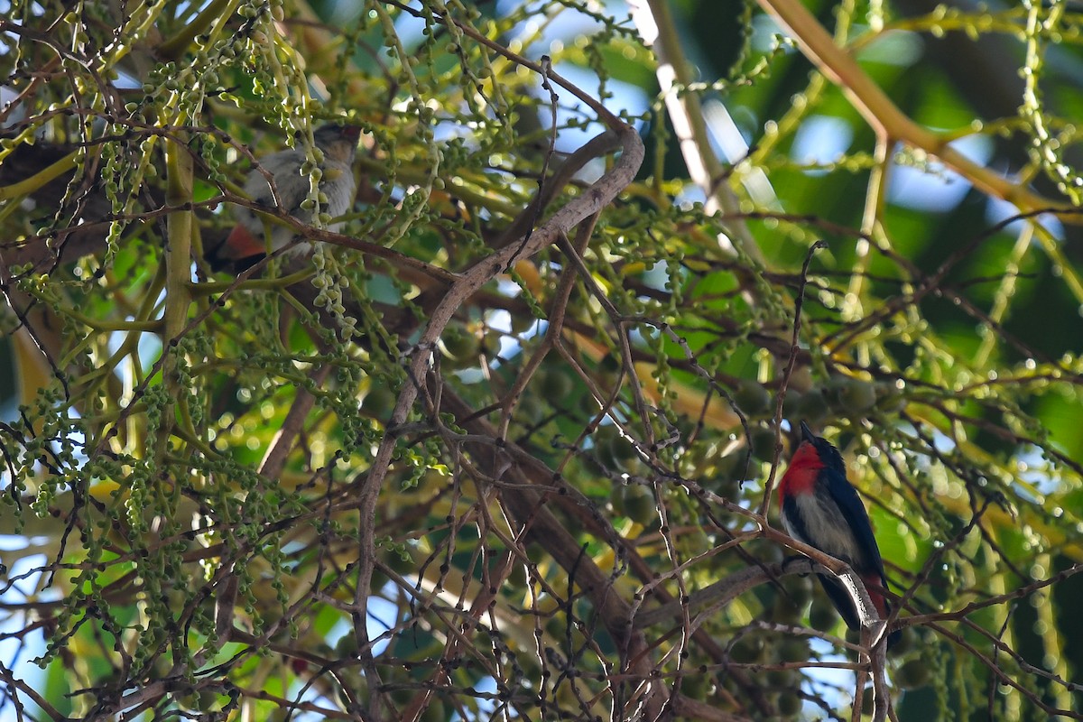 Mistletoebird - ML646831575