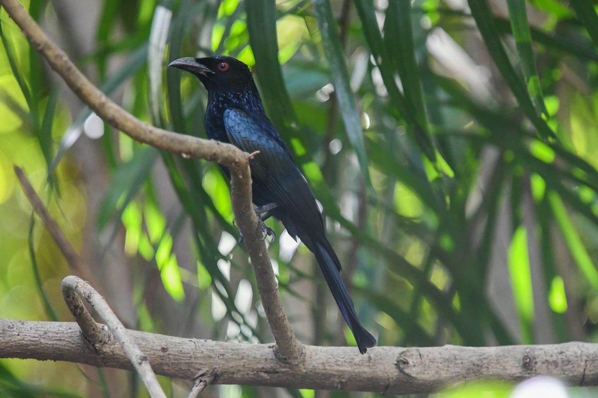 Сверкающий дронго [группа bracteatus] - ML646831577