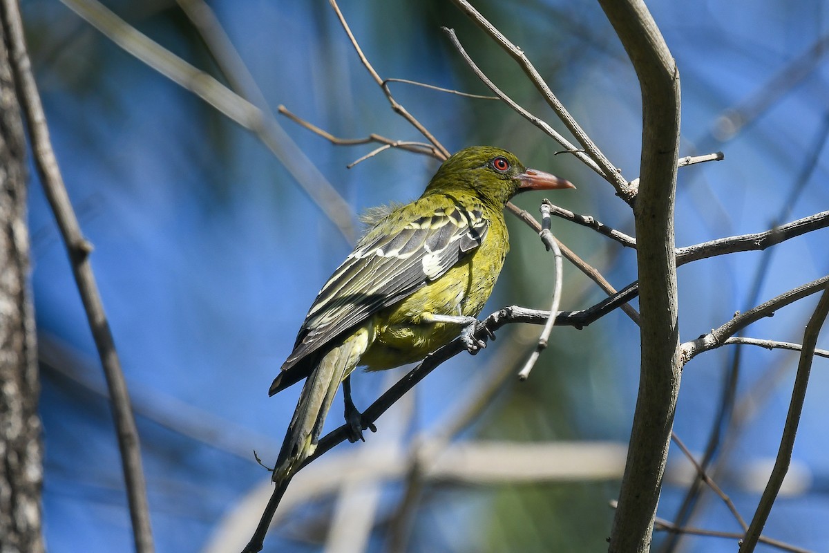 Оливковая иволга - ML646831579