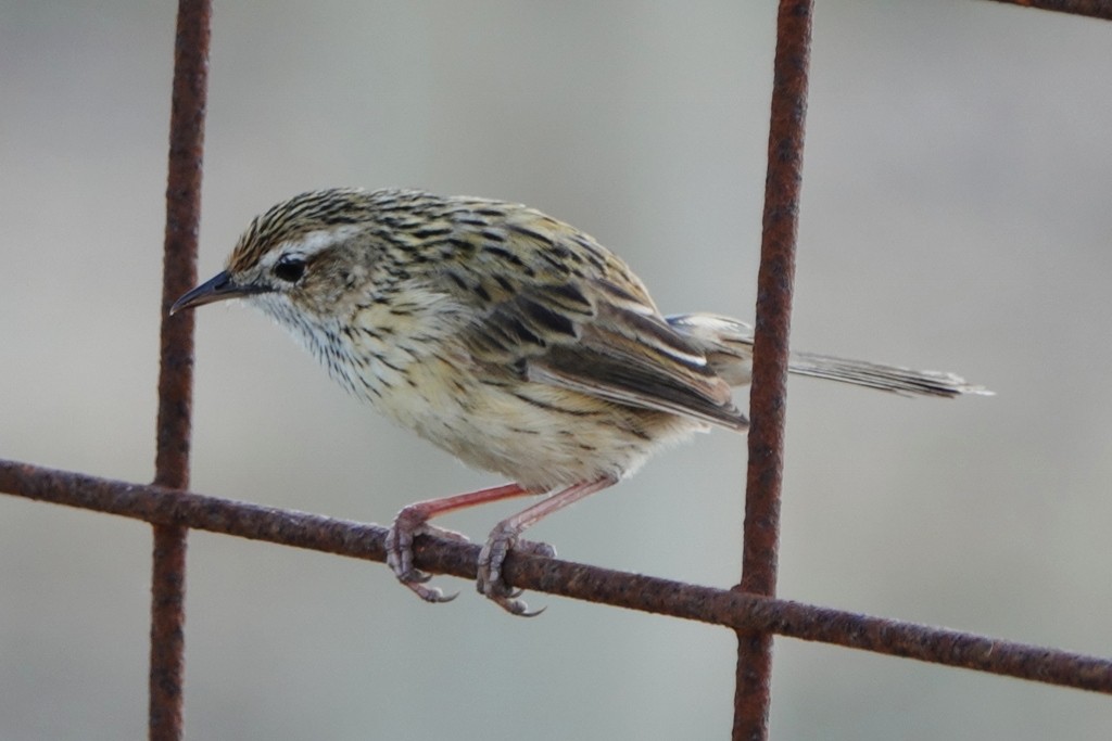 Striated Fieldwren - ML646831581