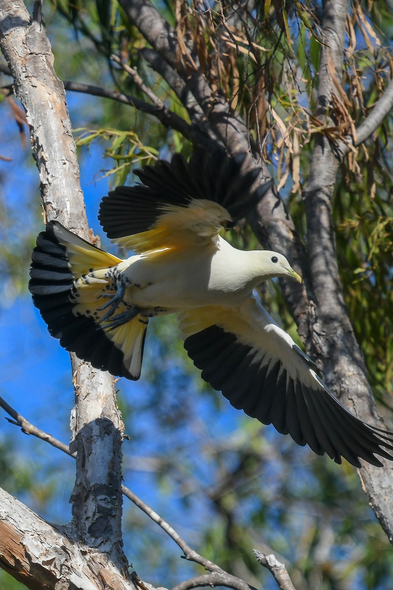 Пегий плодовый голубь - ML646831582