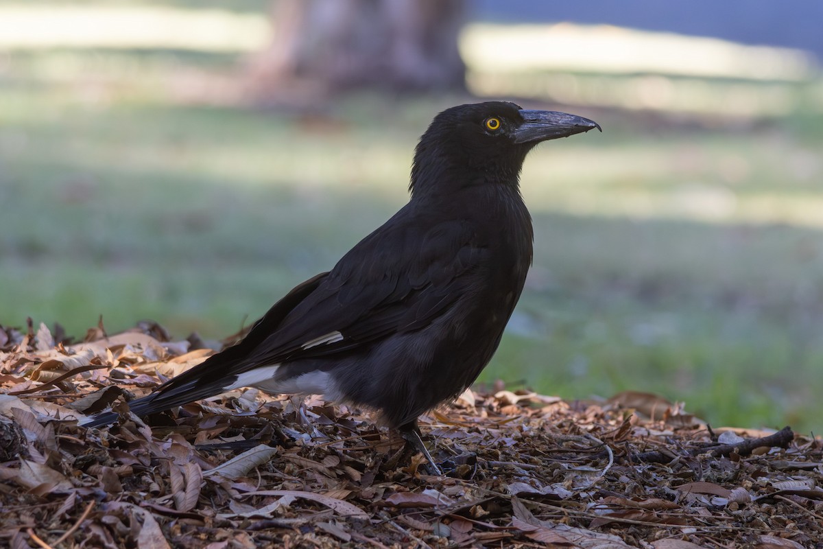 flétňák stračí - ML646831583