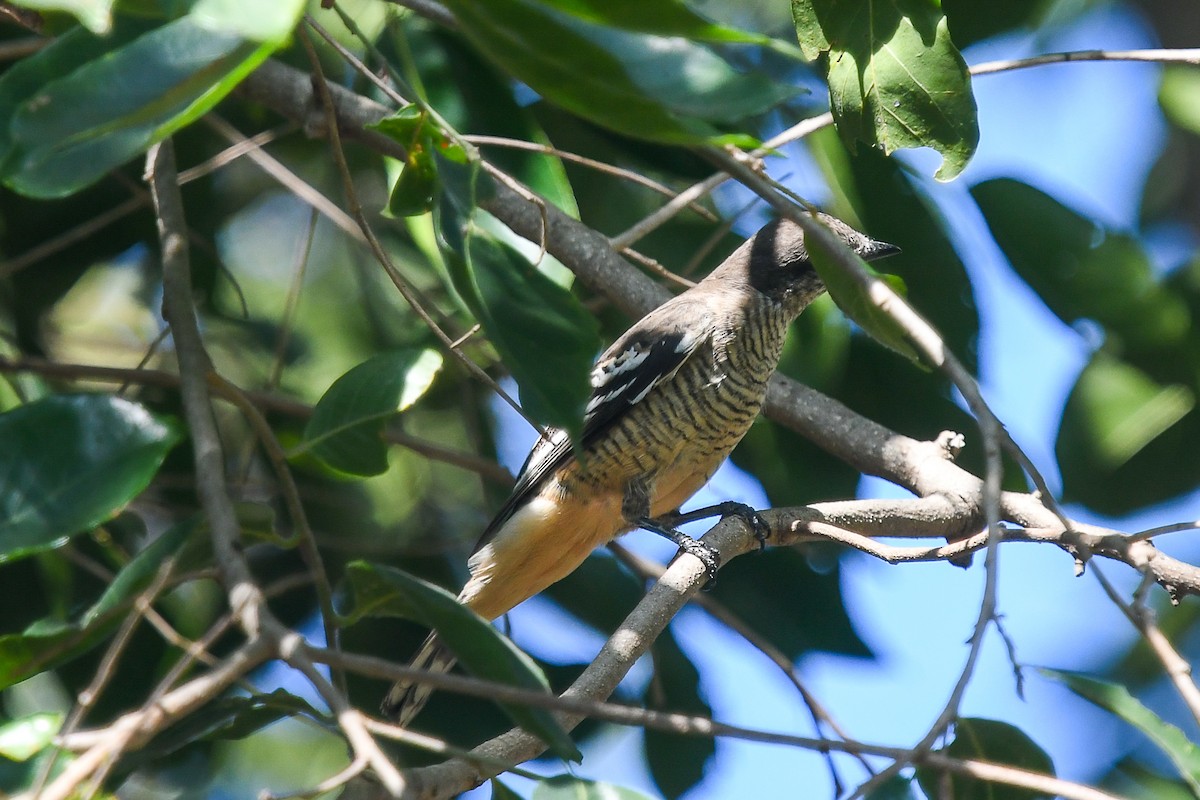 Белобровый личинкоед-свистун - ML646831586