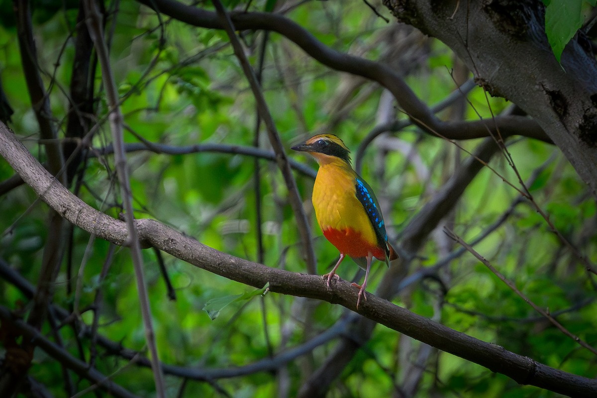 Ангольская питта - ML646831589