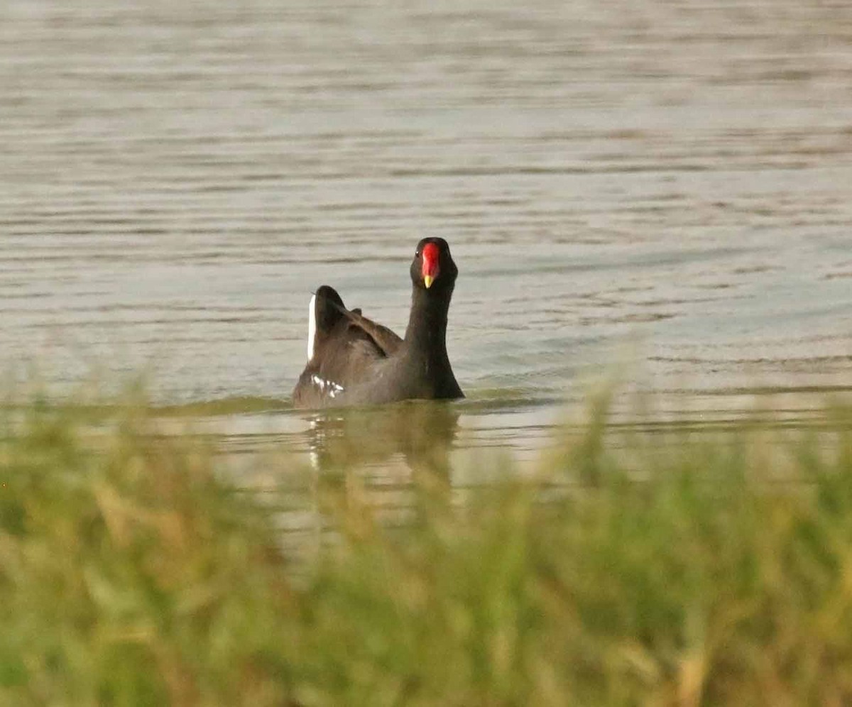 Камышница - ML646831592