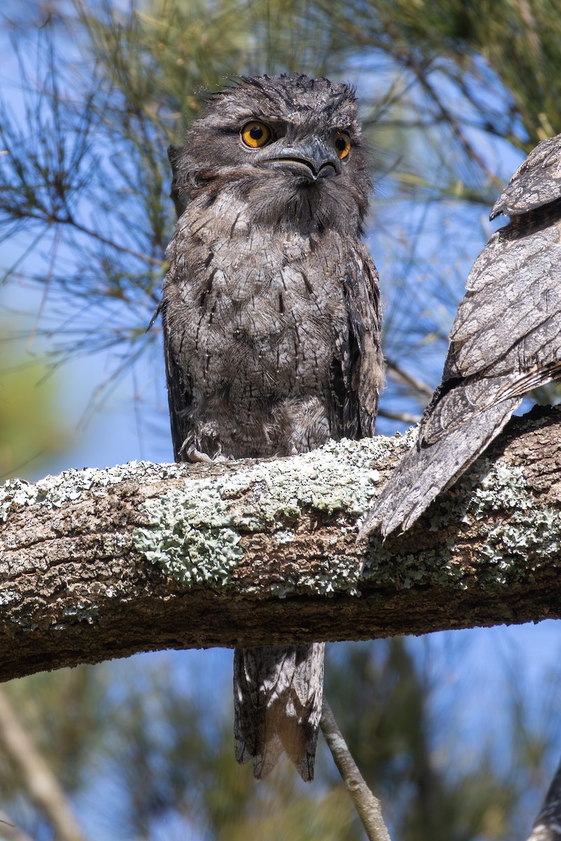 Tawny Frogmouth - ML646831596