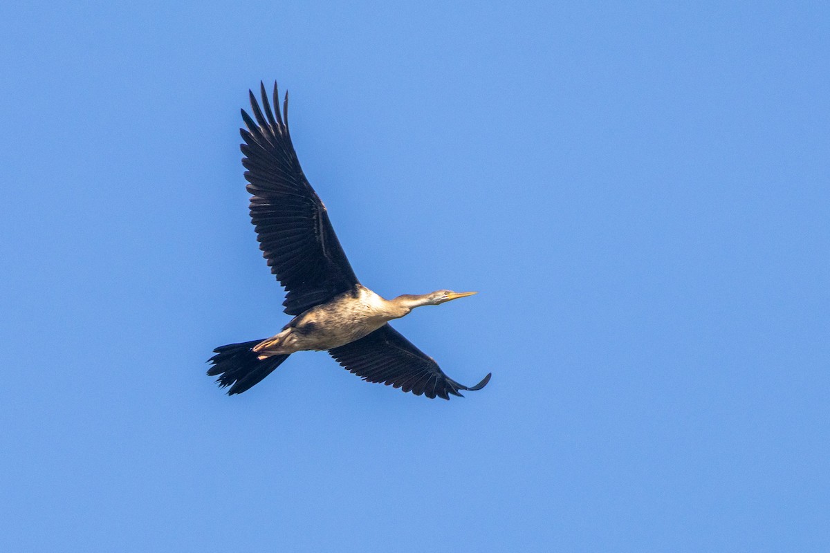 Australasian Darter - ML646831600
