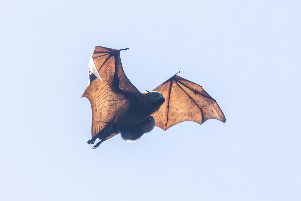 Grey-headed Flying-fox - ML646831602