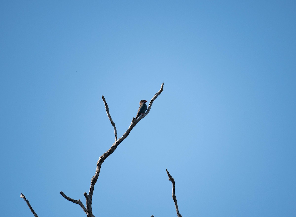 Dollarbird - ML646831603