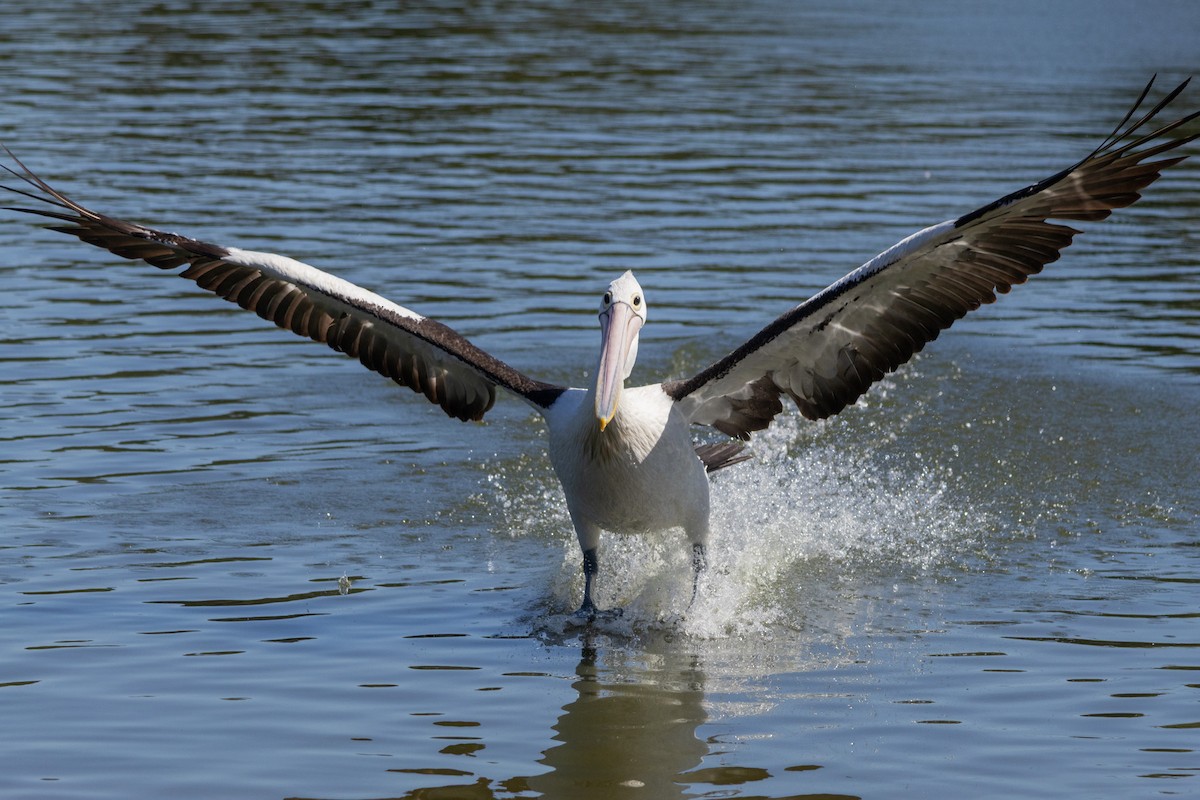 Australian Pelican - ML646831605