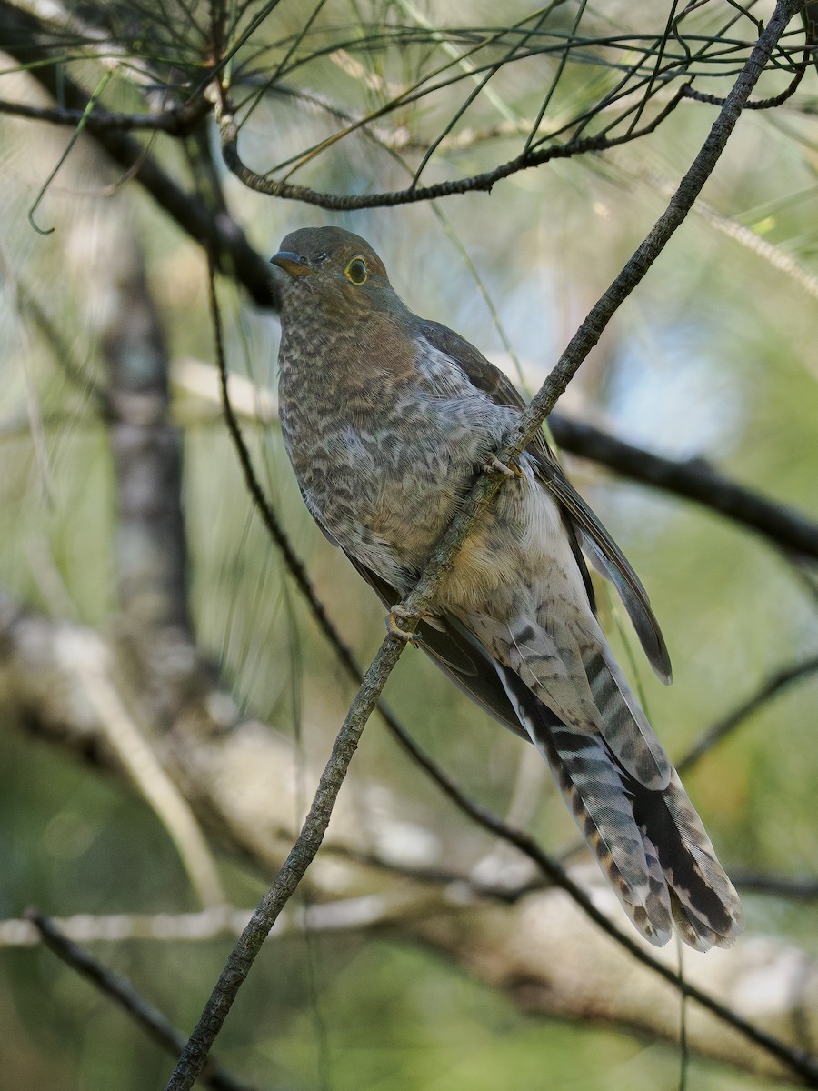 Fan-tailed Cuckoo - ML646831607