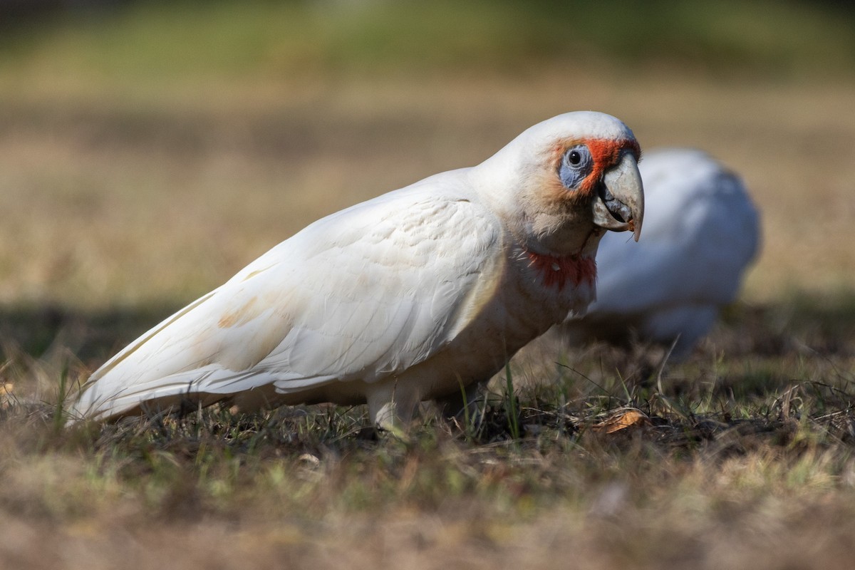 Long-billed Corella - ML646831608