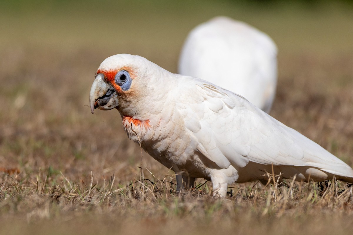 Long-billed Corella - ML646831609