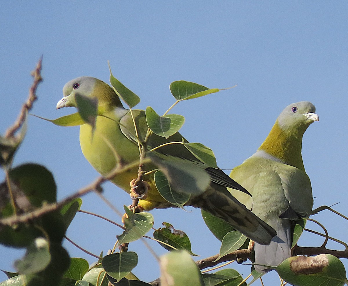Yellow-footed Green-Pigeon - ML646831610