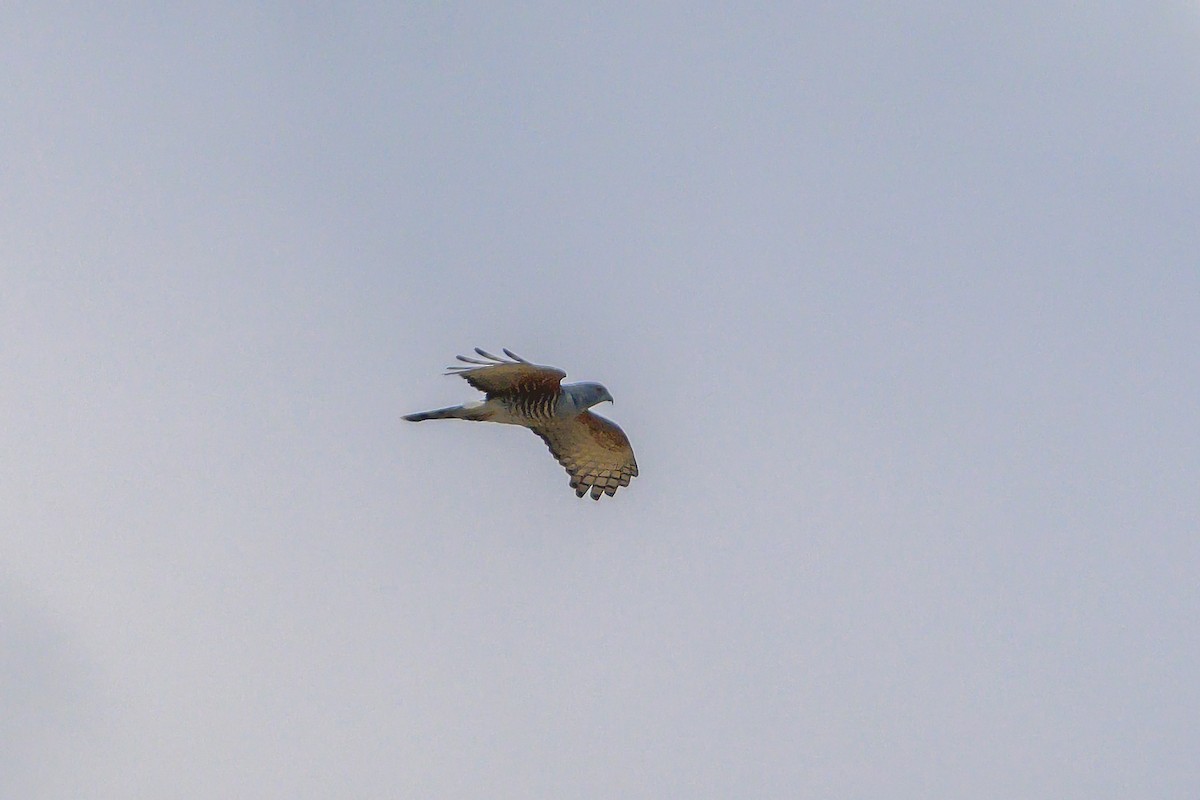 Африканская база - ML646831613