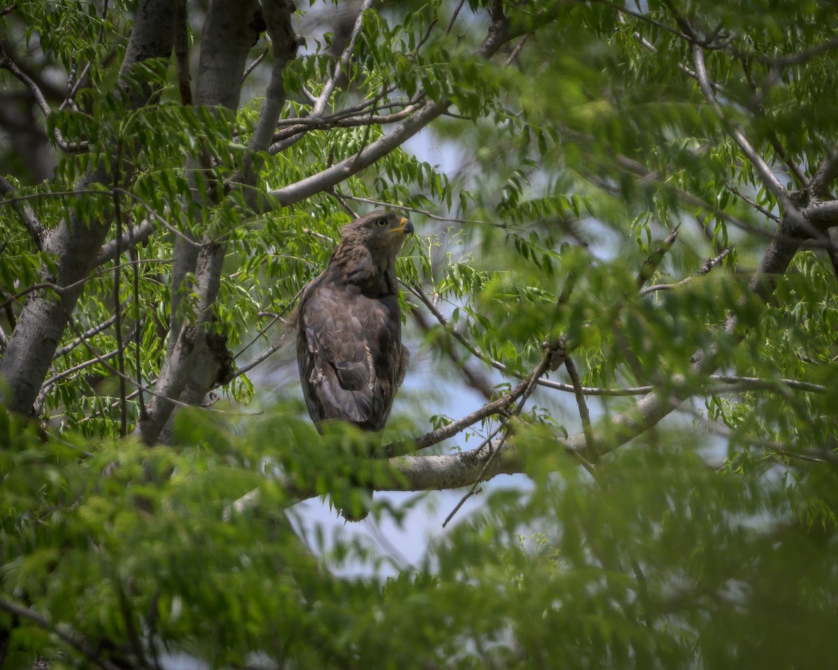 Серогрудый змееяд - ML646831614
