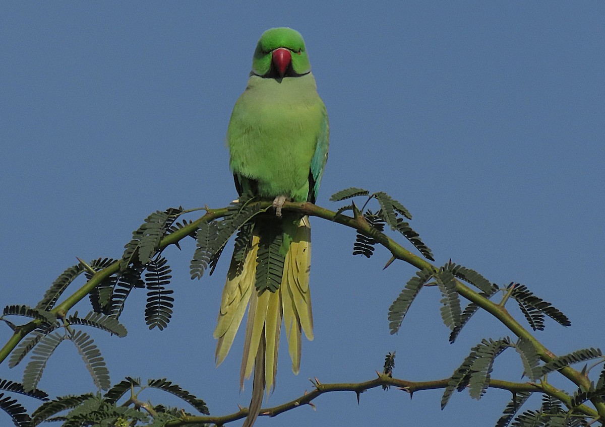 Rose-ringed Parakeet - ML646831615
