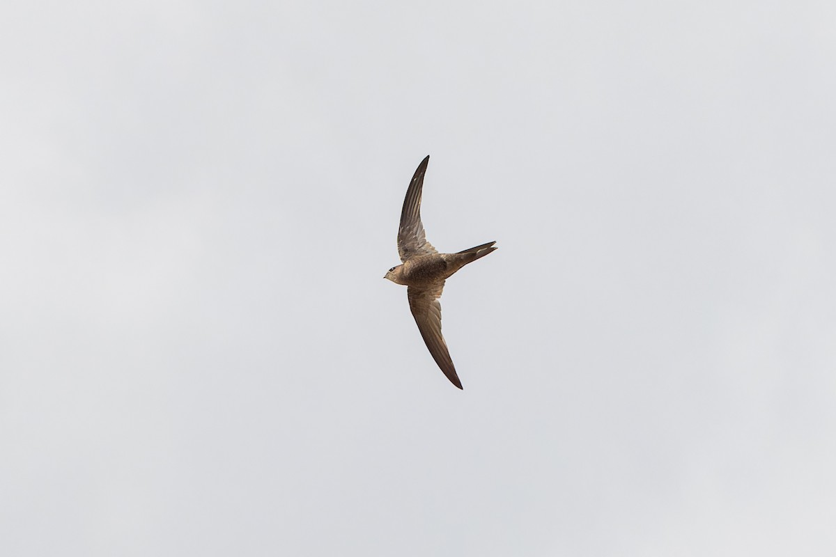 Plain Swift - ML646831616