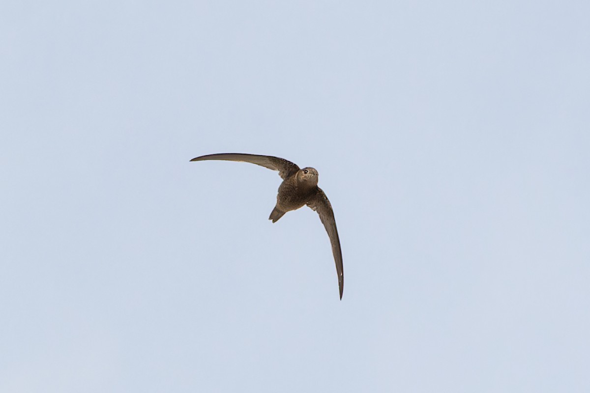 Plain Swift - ML646831617