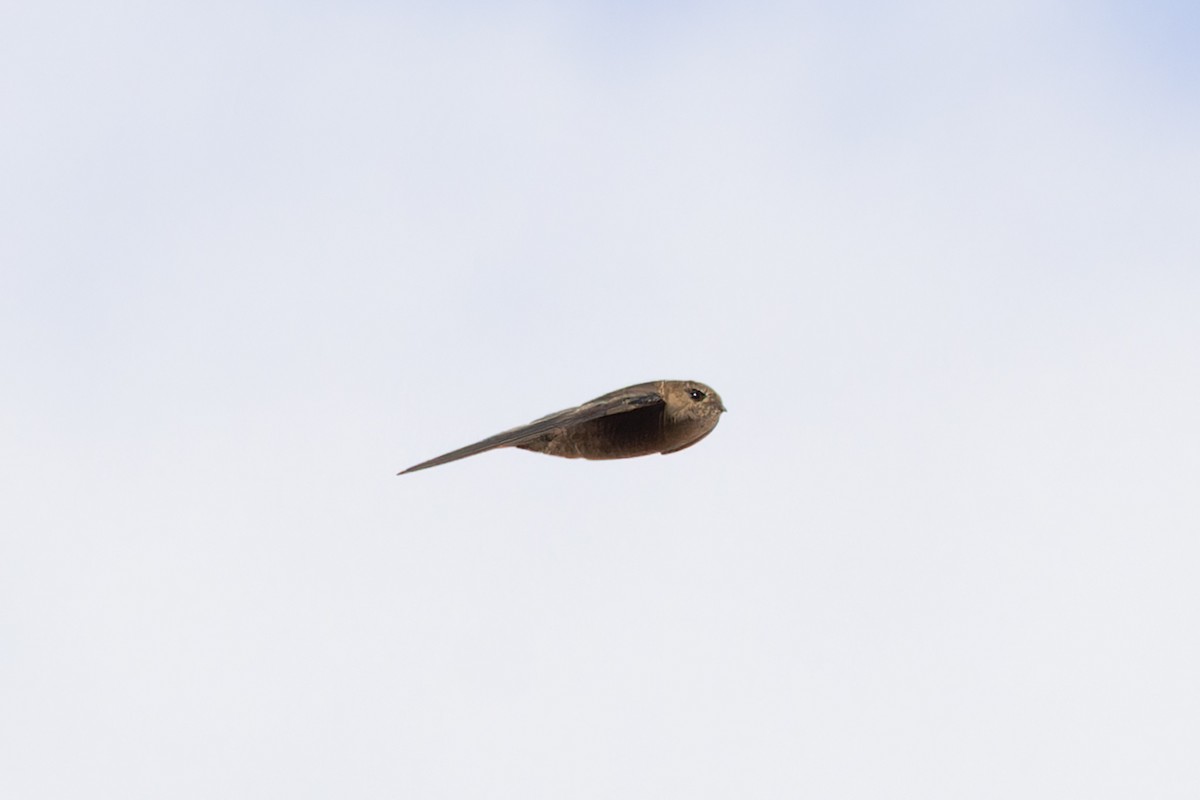 Plain Swift - ML646831619