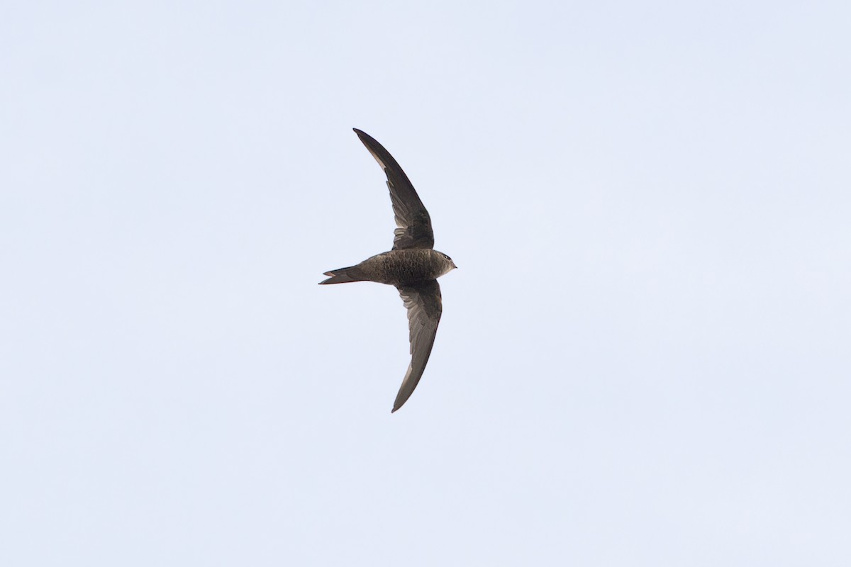 Plain Swift - ML646831620