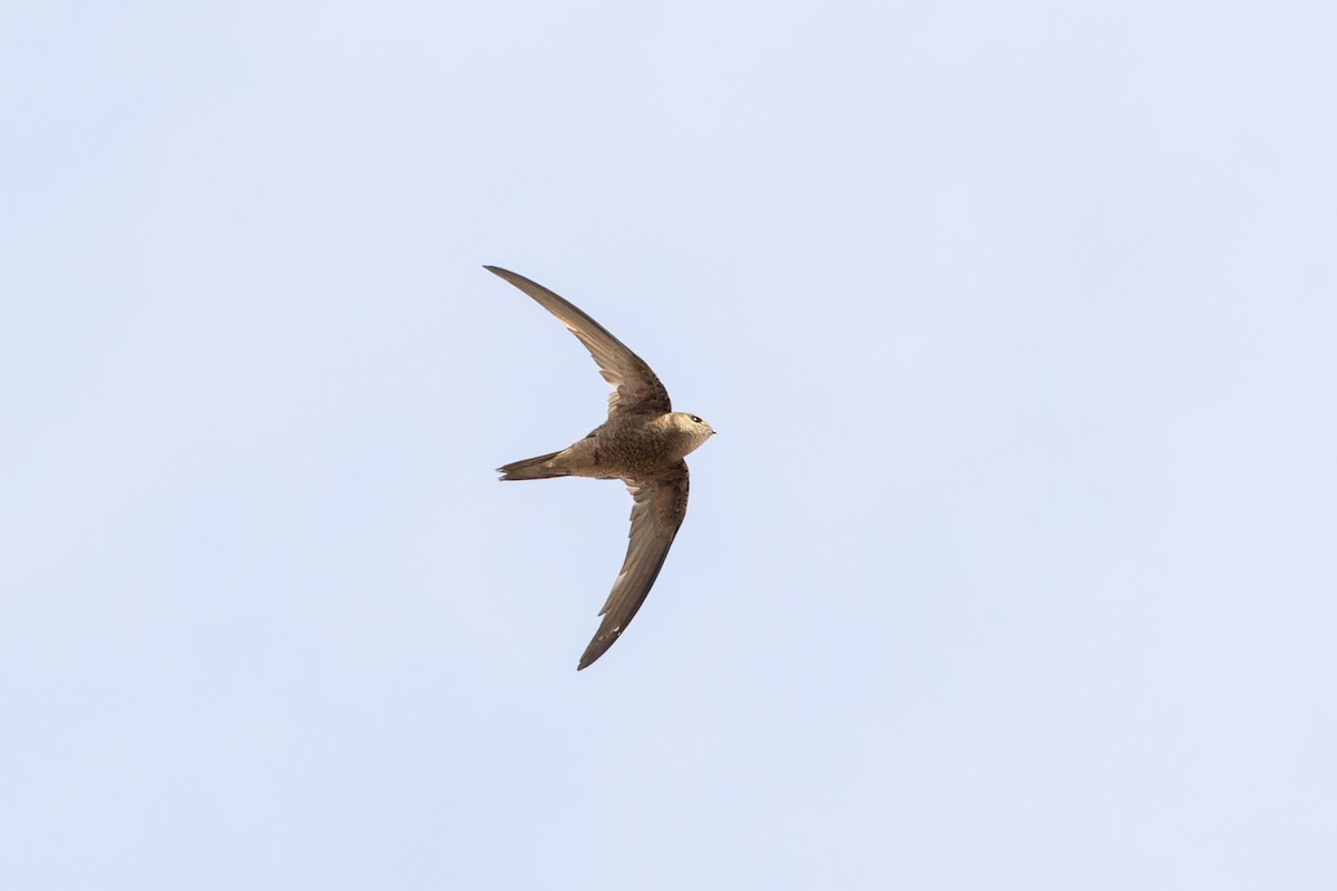 Plain Swift - ML646831621